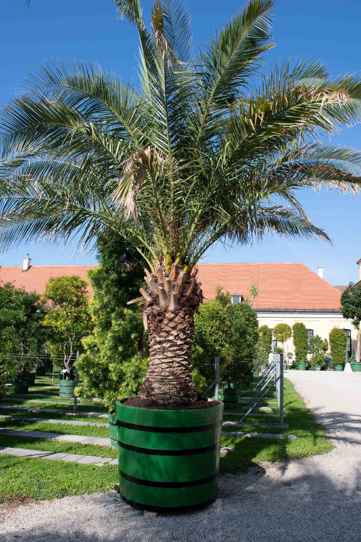 Gesamtaufnahme der Palme im neuen Kübel im Orangeriegarten