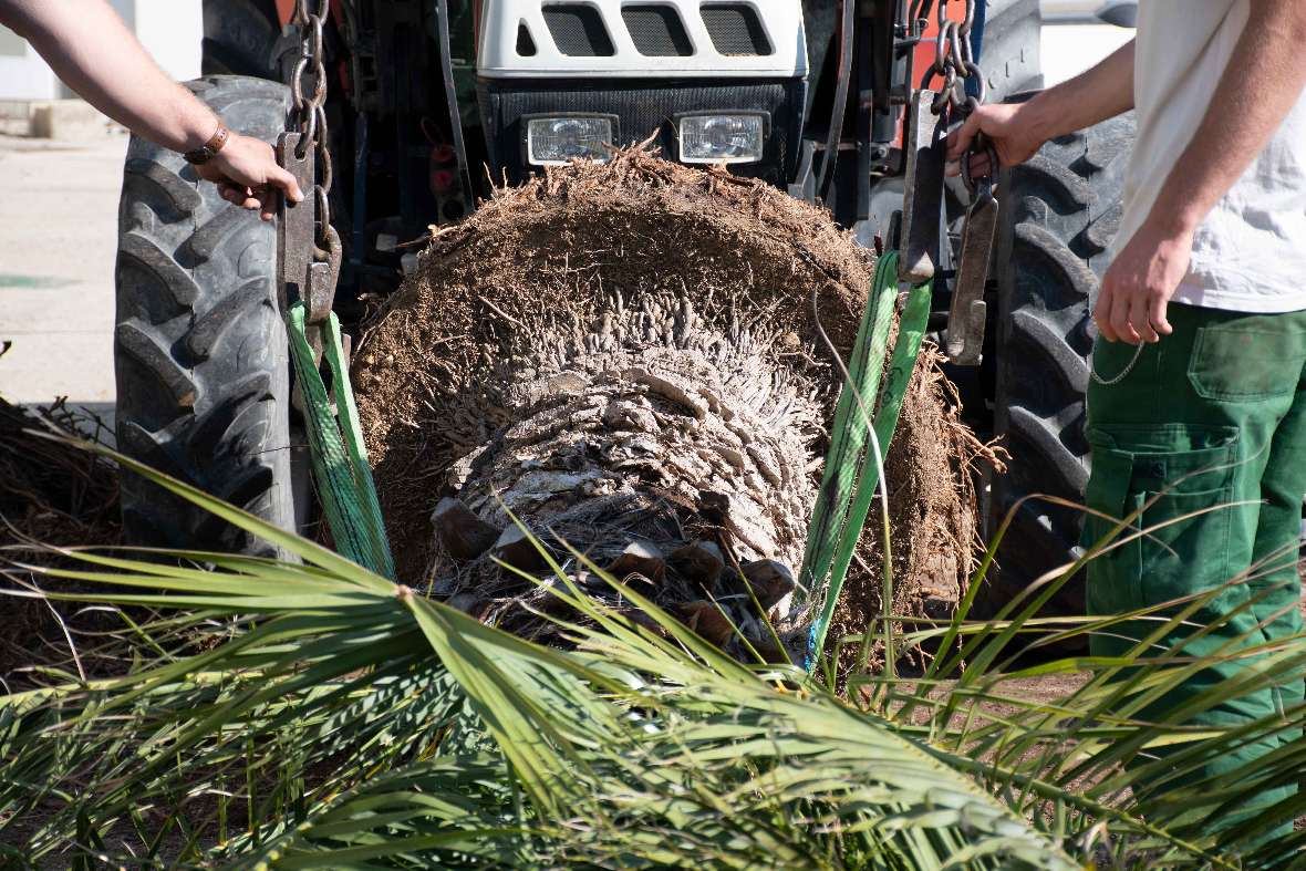 Die Palme ist mit Gurten am Traktor befestigt und wird aufgestellt