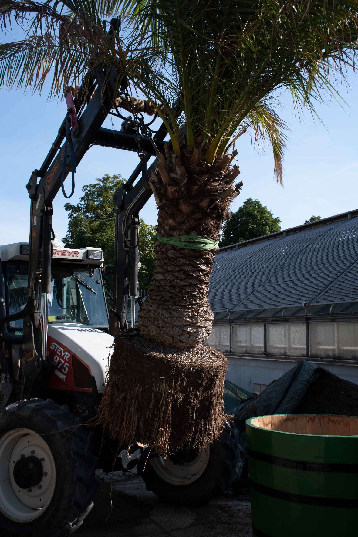 Die Palme wird mit dem Traktor in den vorbereiteten Kübel gehoben