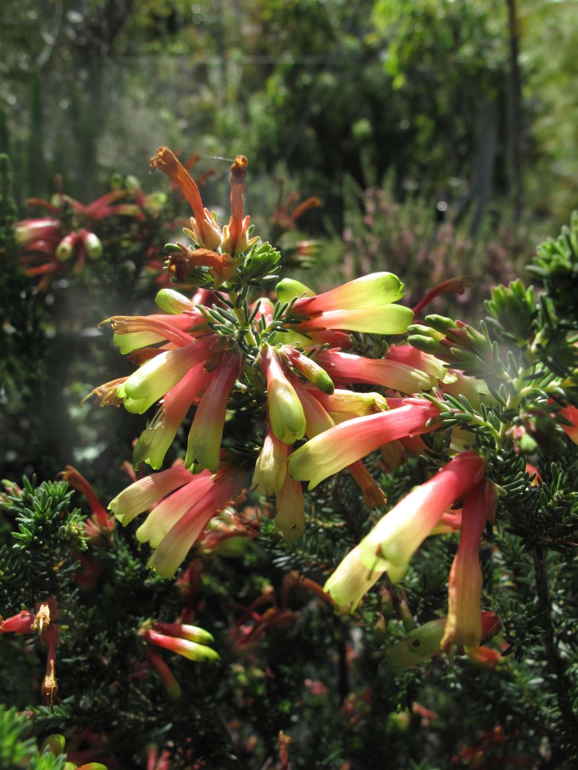 Blüten von Erica dichrus