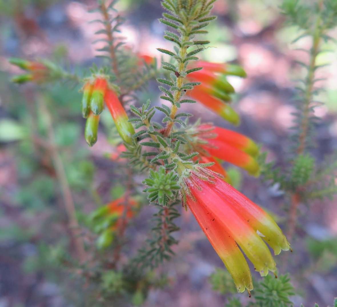 Blüten von Erica croceovirens