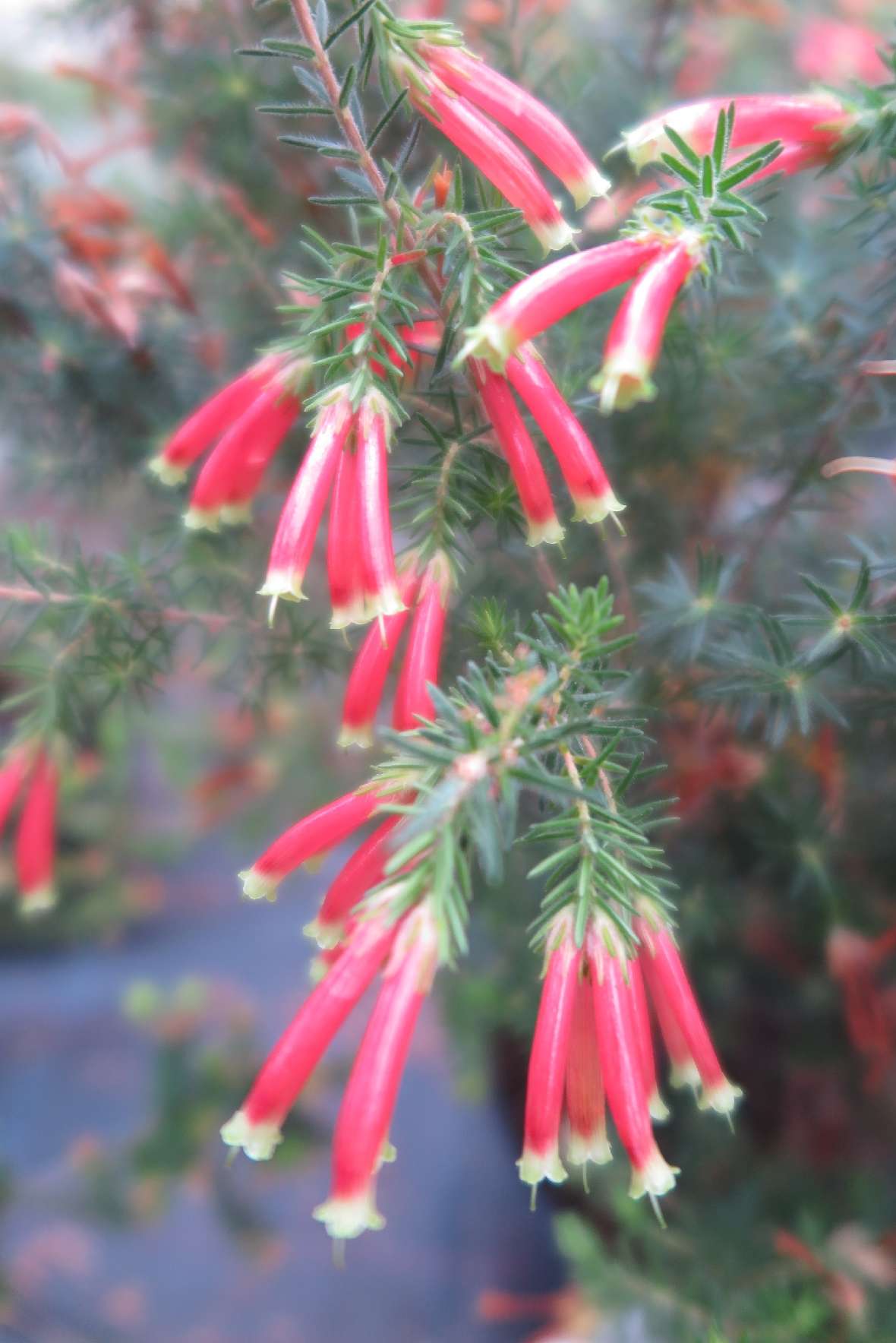 Blüten von Erica discolor var. discolor