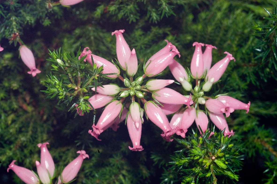 Blüten von Erica ventricosa