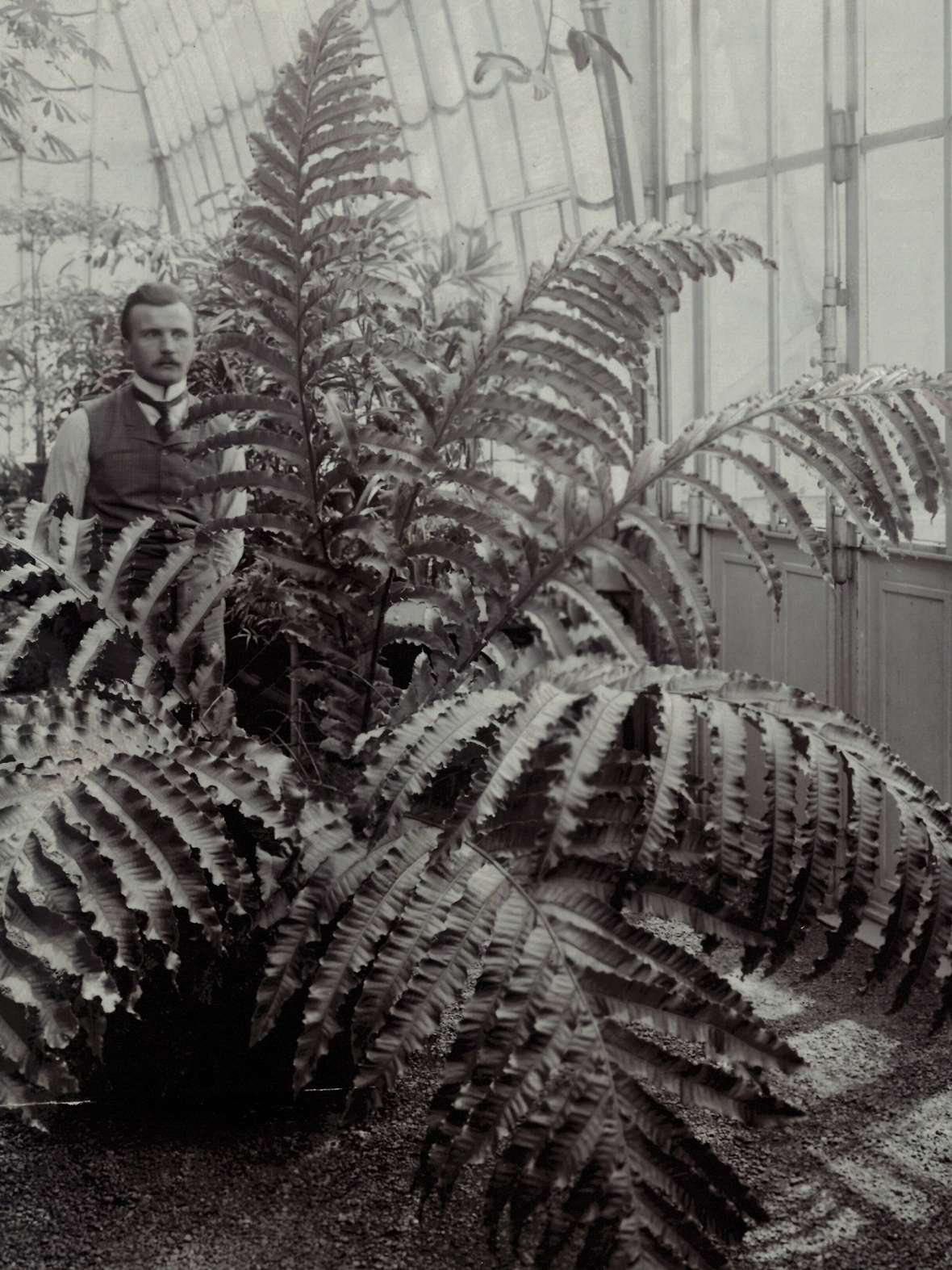 EIn Mann steht hinter einer großen Pflanze im Palmenhaus