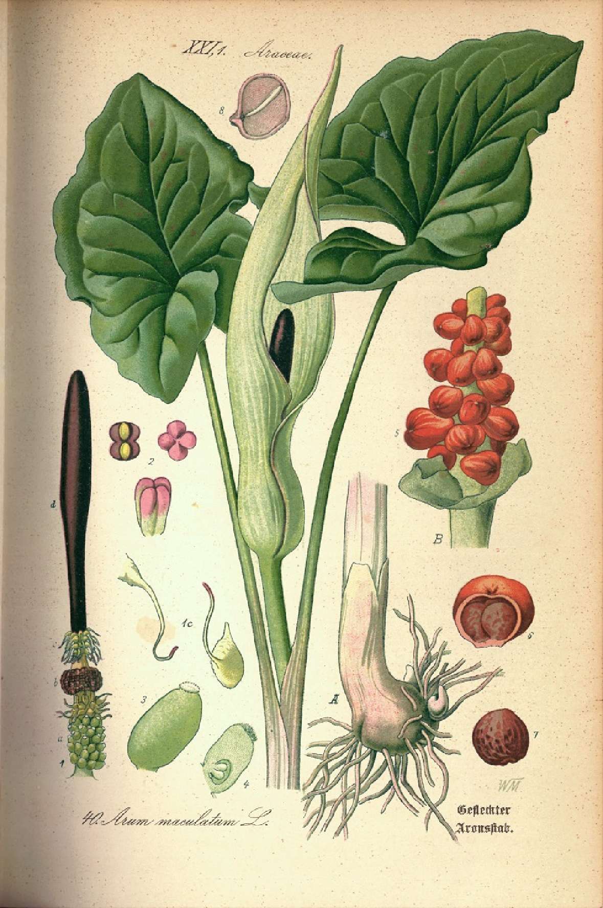 Botanische Illustration eines Aronstabgewächses