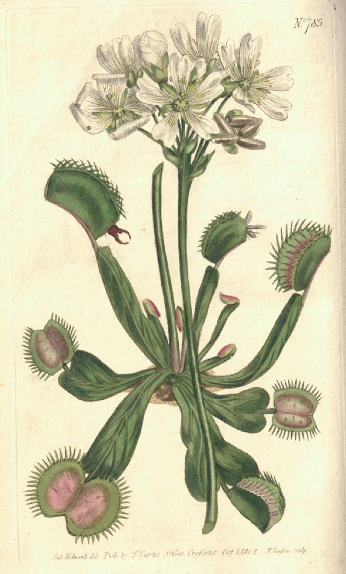 Botanische Illustration einer Venusfliegenfalle