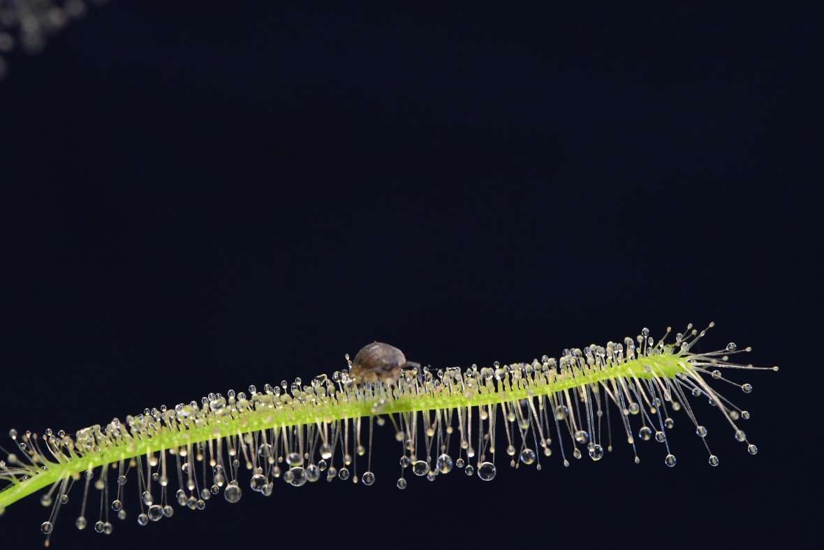 Eine Wanze sitzt auf den klebrigen Tentakeln einer Drosera