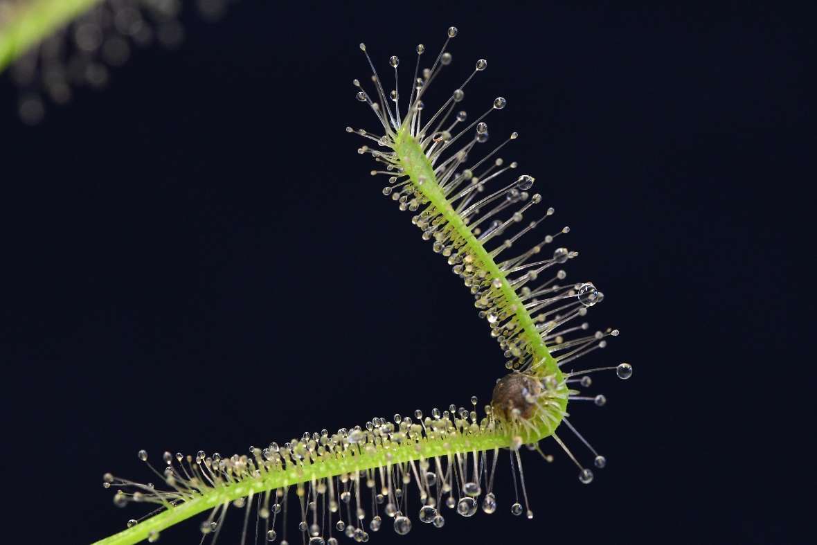 Das Blatt einer Drosera biegt sich um eine Wanze