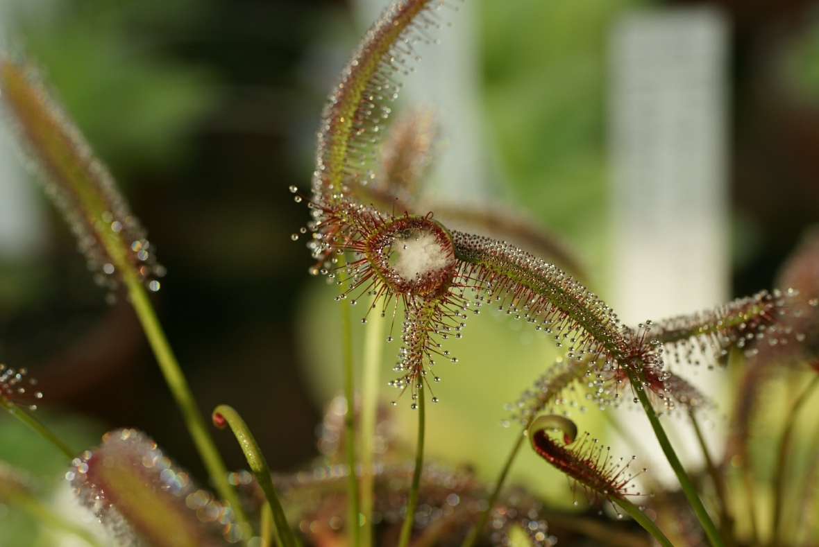 Fangblätter von Drosera capensis