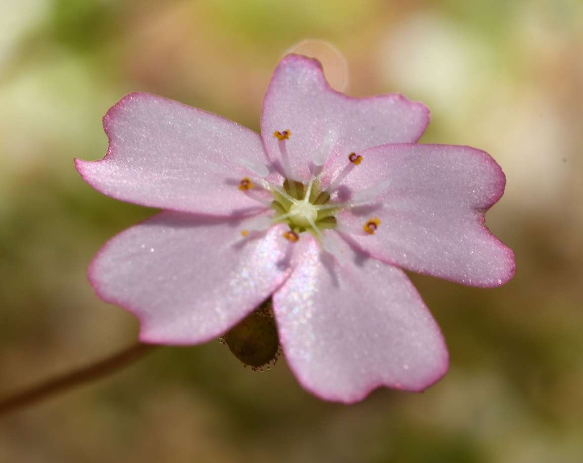 Blüte von Drosera mannii