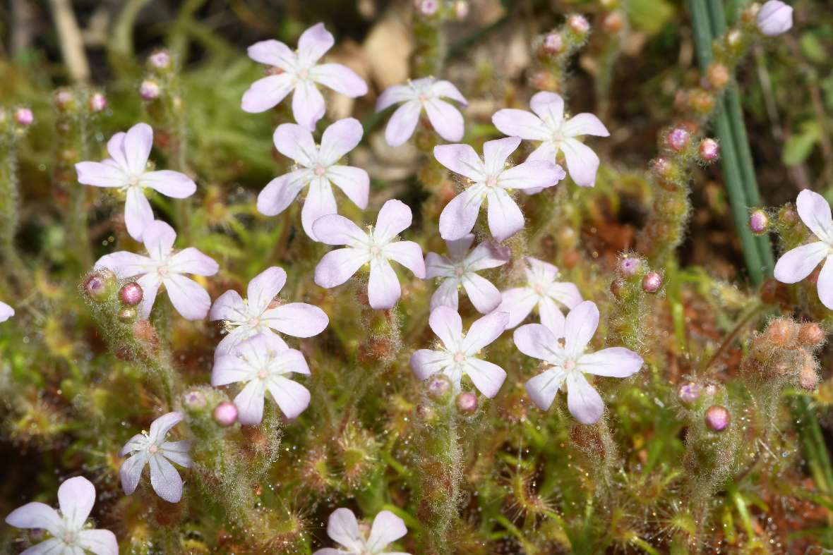 Blüten und Fangblätter von Drosera scorpioides