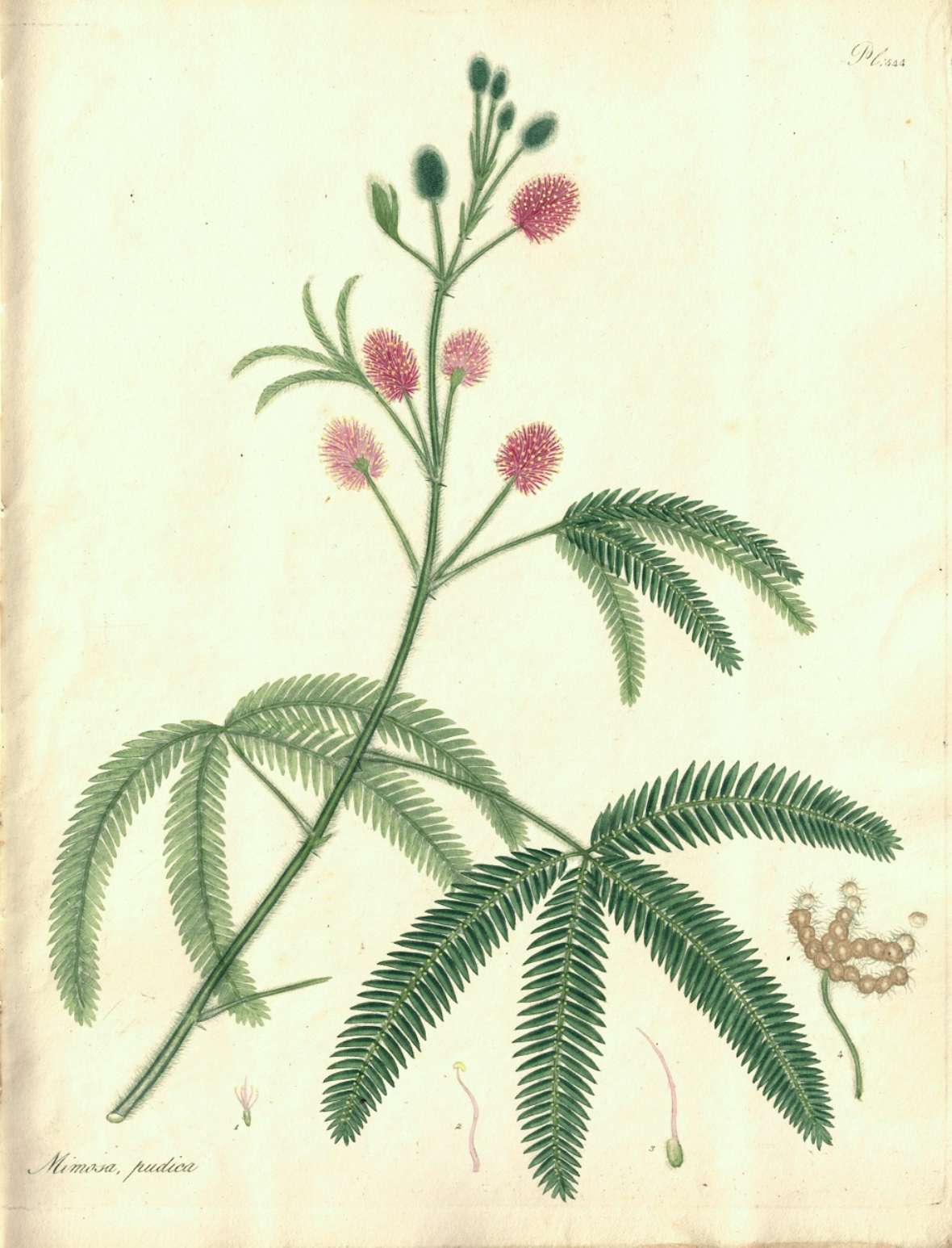 Botanische Illustration einer Mimose