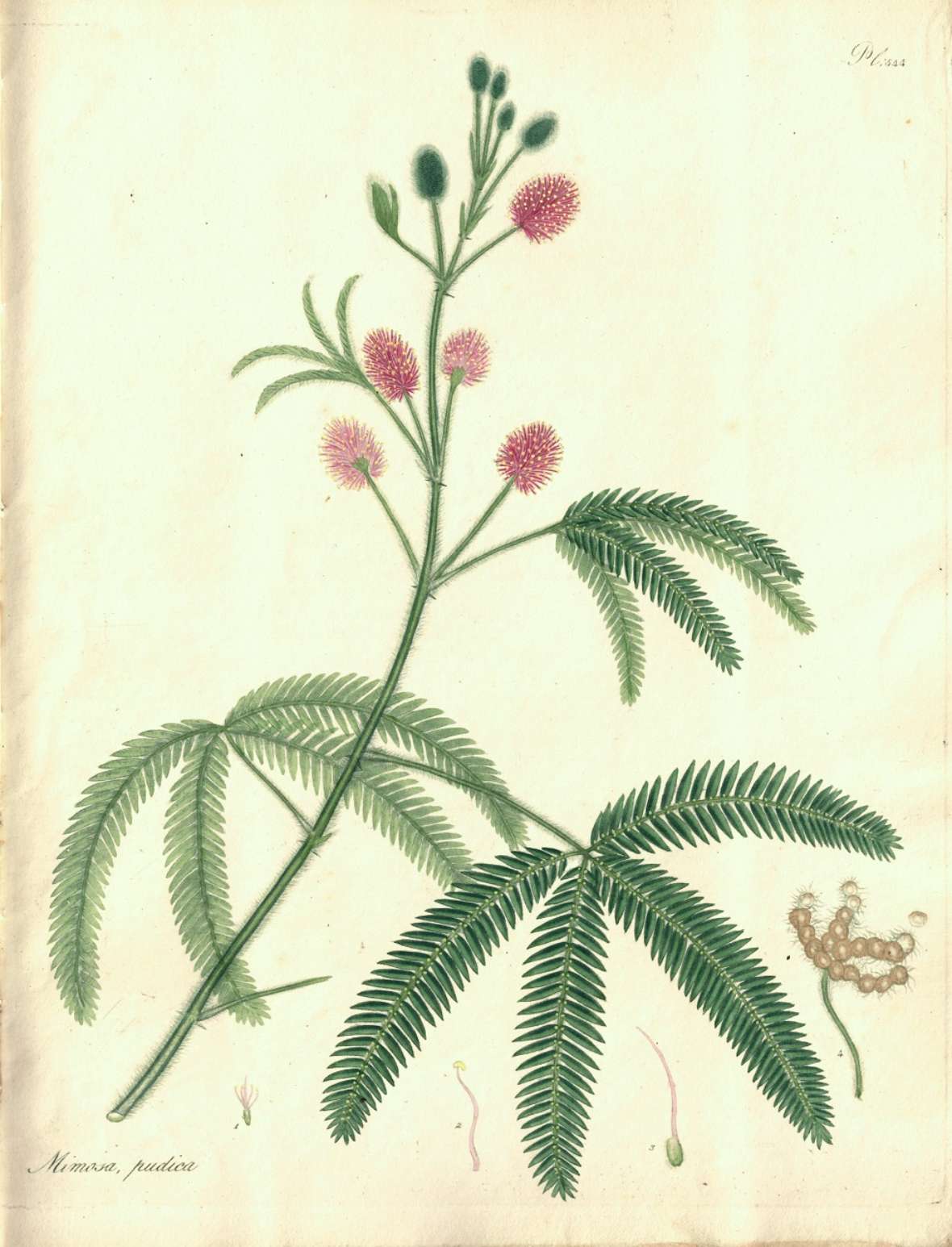 Botanische Illustration einer Mimose