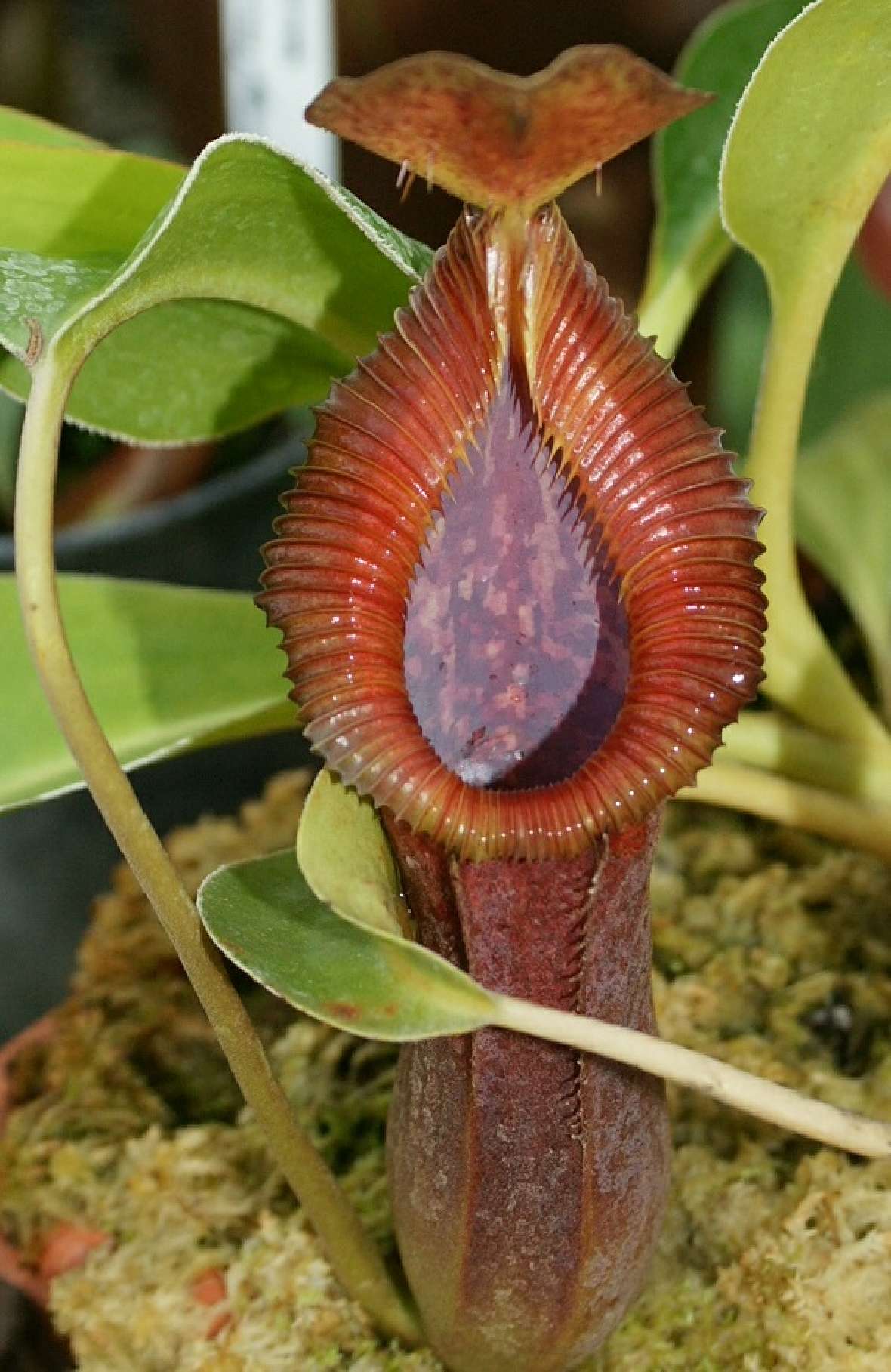 Grubenfalle von Nepenthes x trusmadiensis