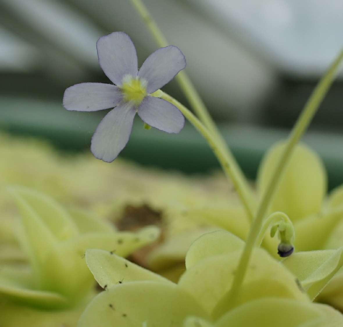 Blüte und klebrige Blätter von Pinguicula gigantea