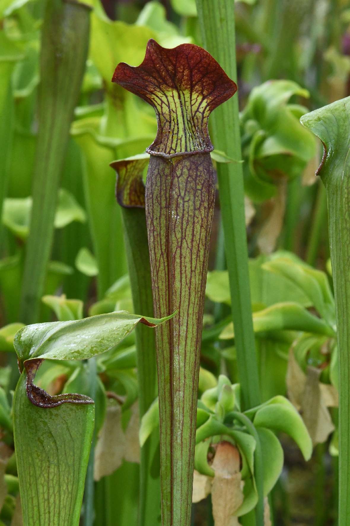 Sarracenia alata