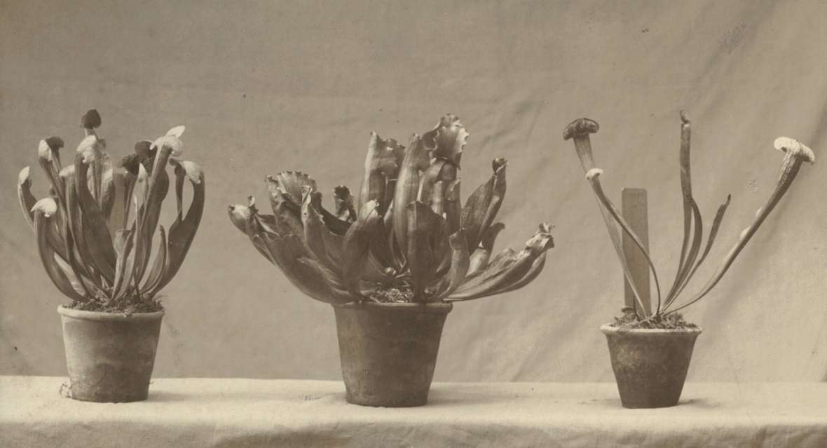 Schwarz-weiß-Foto von Sarracenienhybriden aus Schönbrunner Züchtung