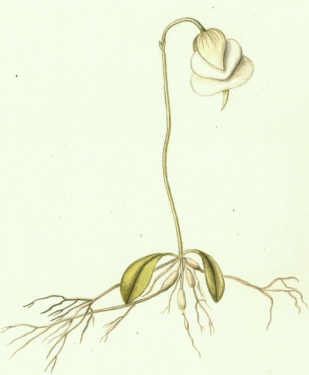 Botanische Illustration von Utricularia alpina