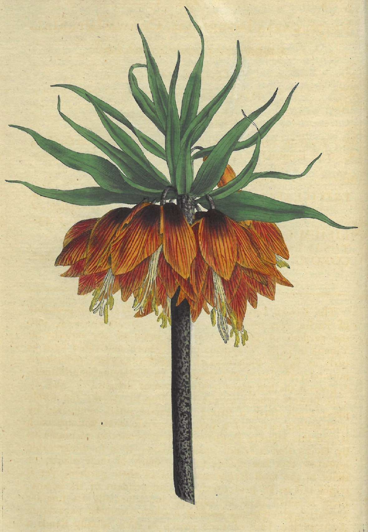 Botanische Illustration einer orangefarben blühenden Kaiserkrone.