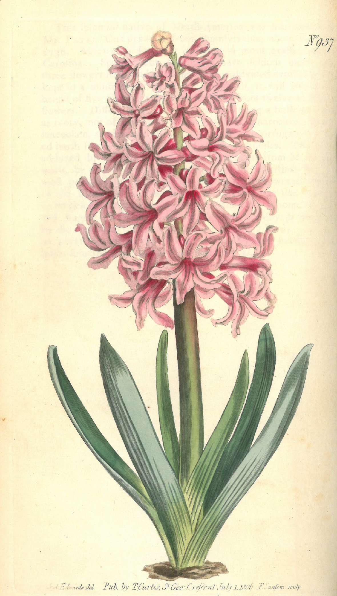 Botanische Illustration einer rosafarben blühenden Hyacinthe.