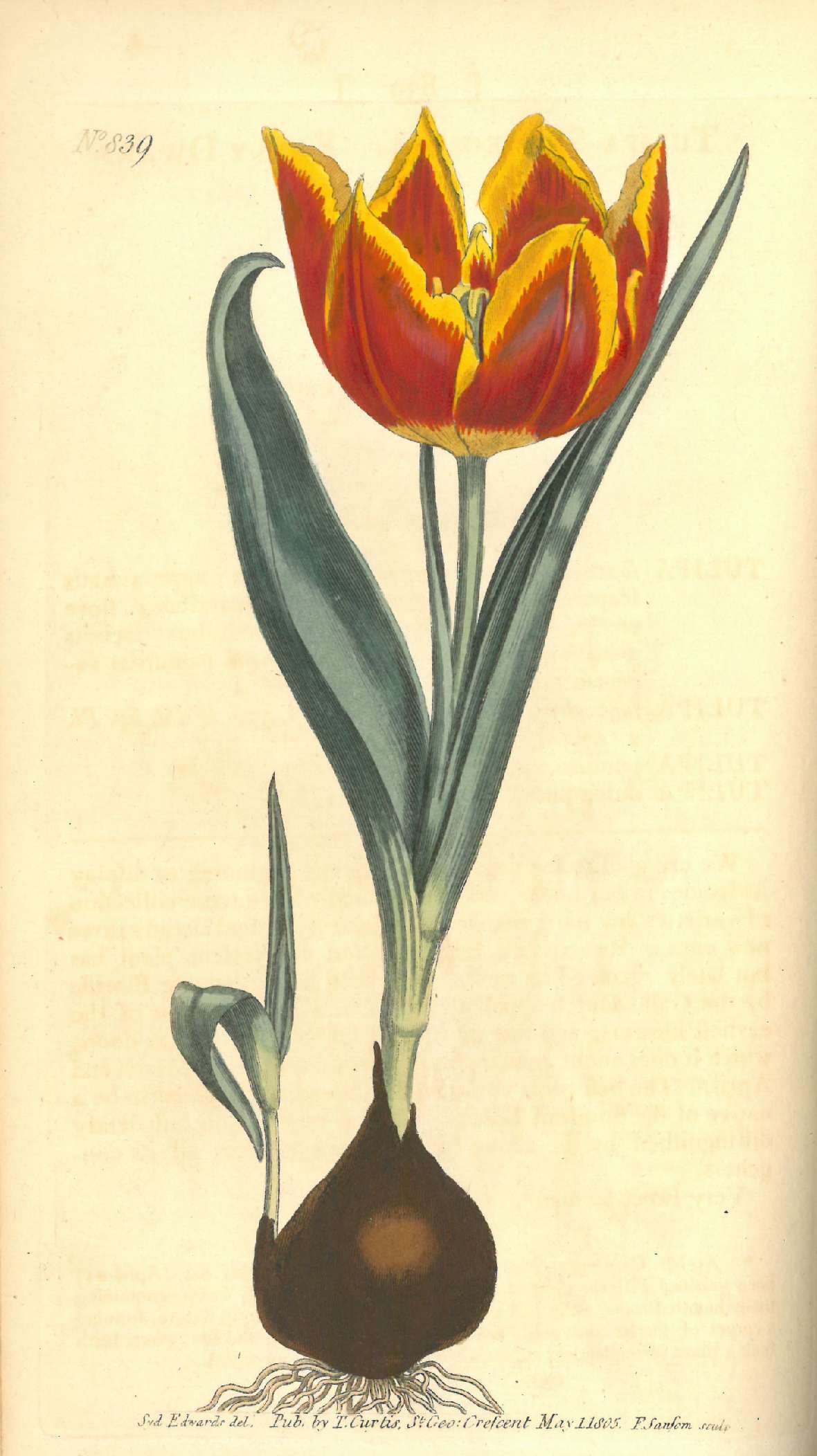 Botanische Illustration einer blühende Tulpe inklusive ihrer Zweibel