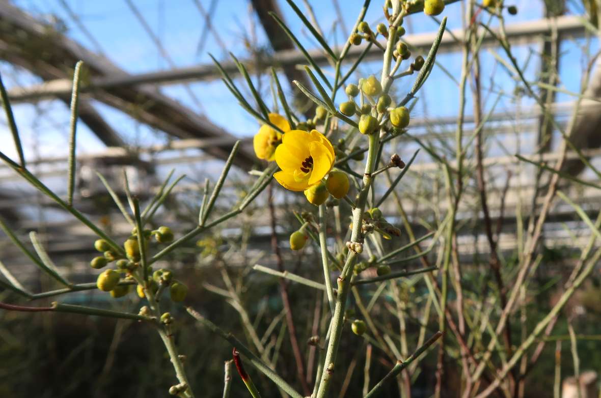 Blüte von Cassia eremophila