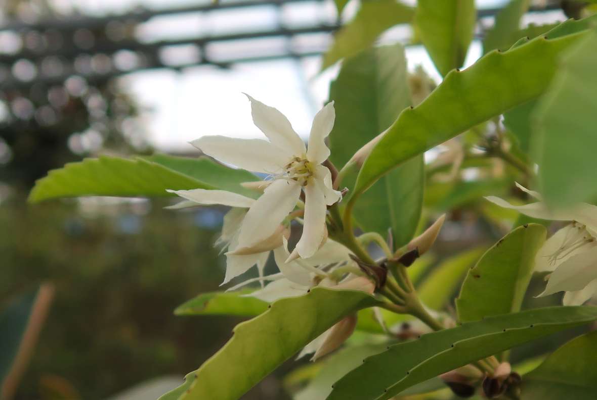 Blüte von Mayna microphylla