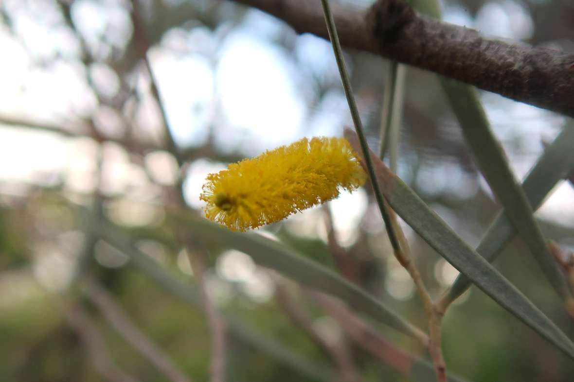 Blüte von Acacia cyanophylla