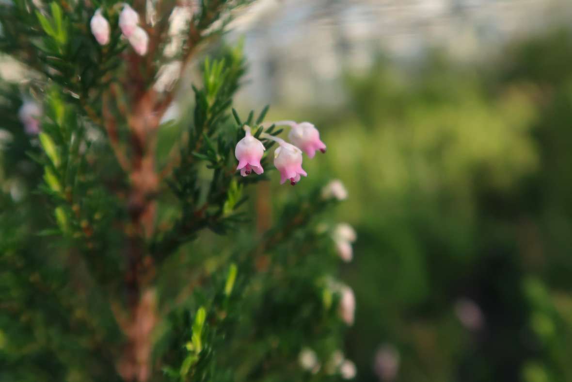 Blüte von Erica afroeuropea