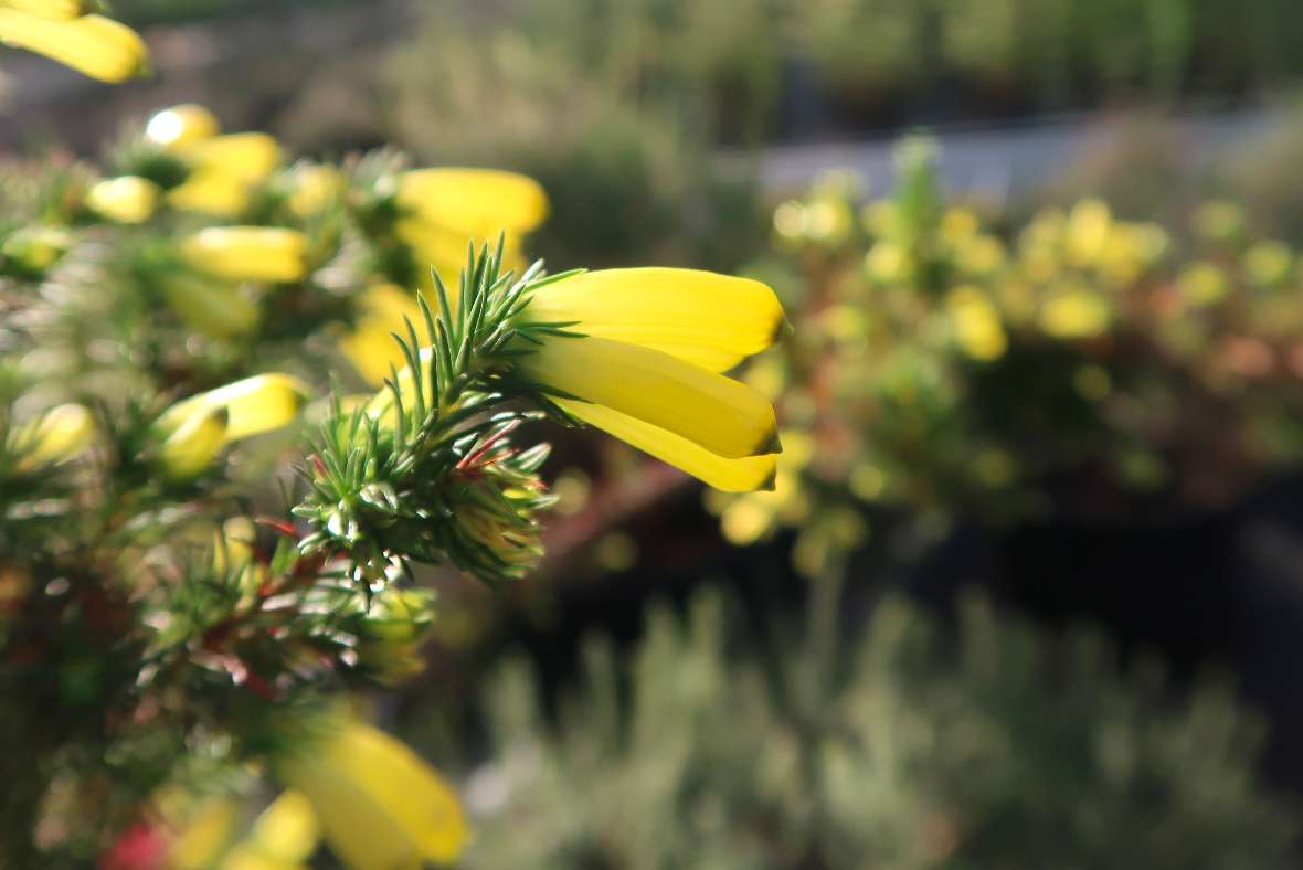 Blüte von Erica Hybride