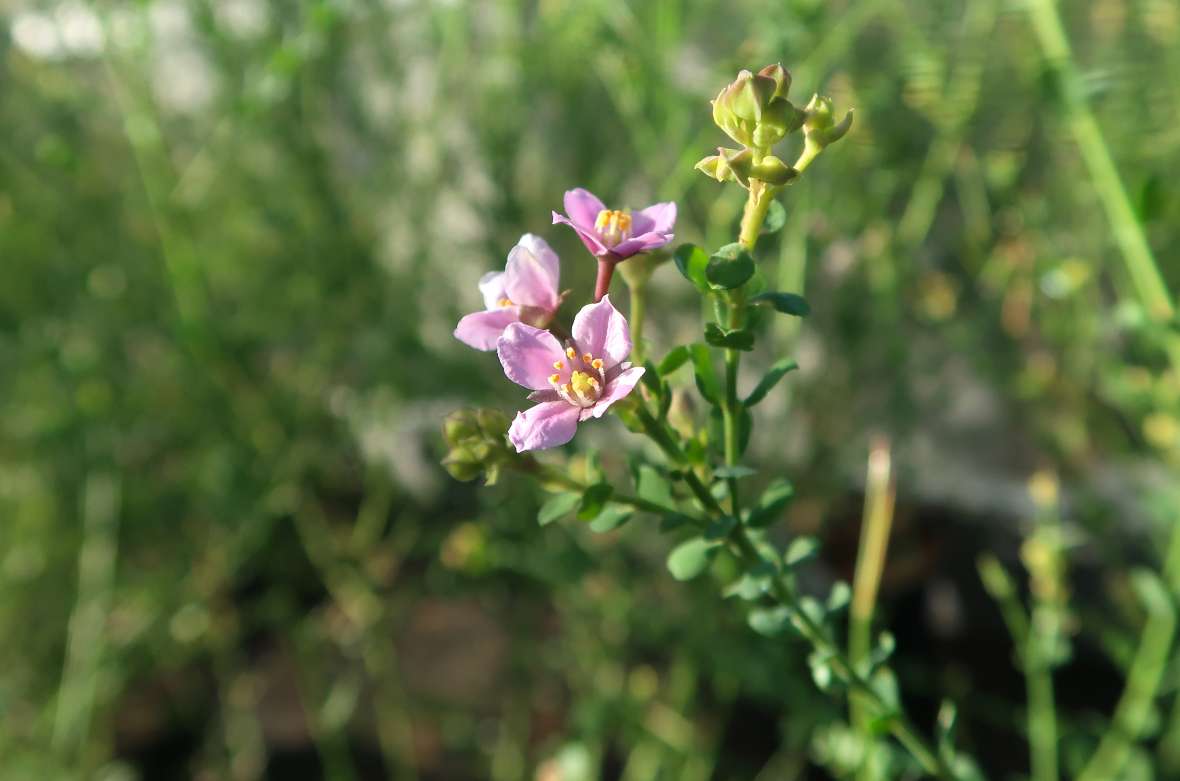 Blüte von Boronia polygalifolia