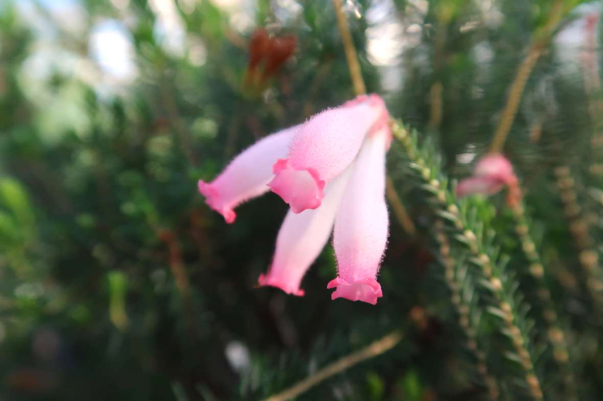 Blüte von Erica cerinthoides 'Pink'