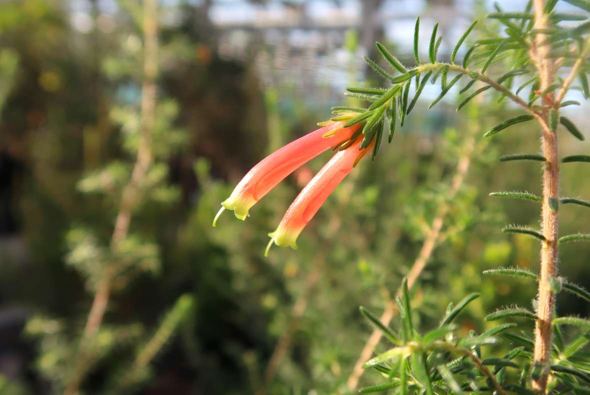 Blüte von Erica discolor var. discolor