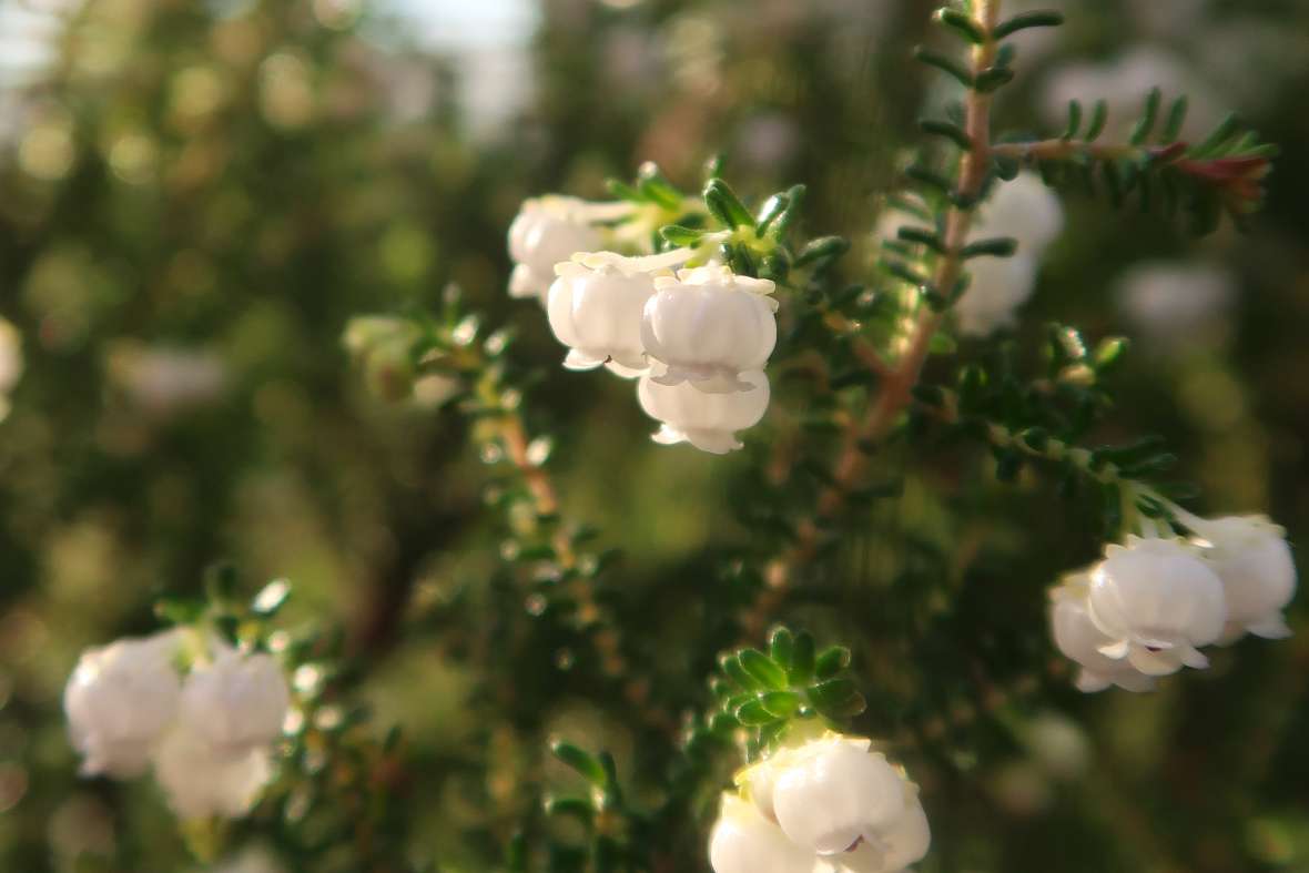 Blüte von Erica formosa