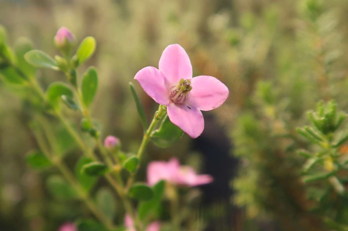 Blüte von Boronia crenulata