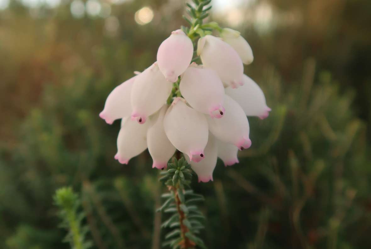 Blüte von Erica bauera