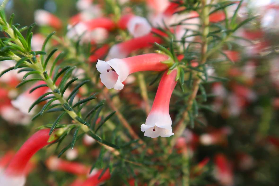 Blüte von Erica leucotrachela