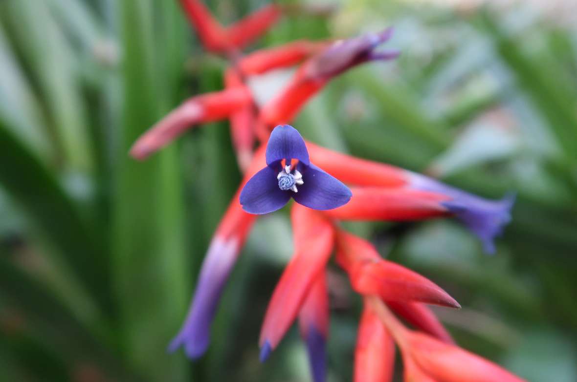 Blüte von Quesnelia imbricata