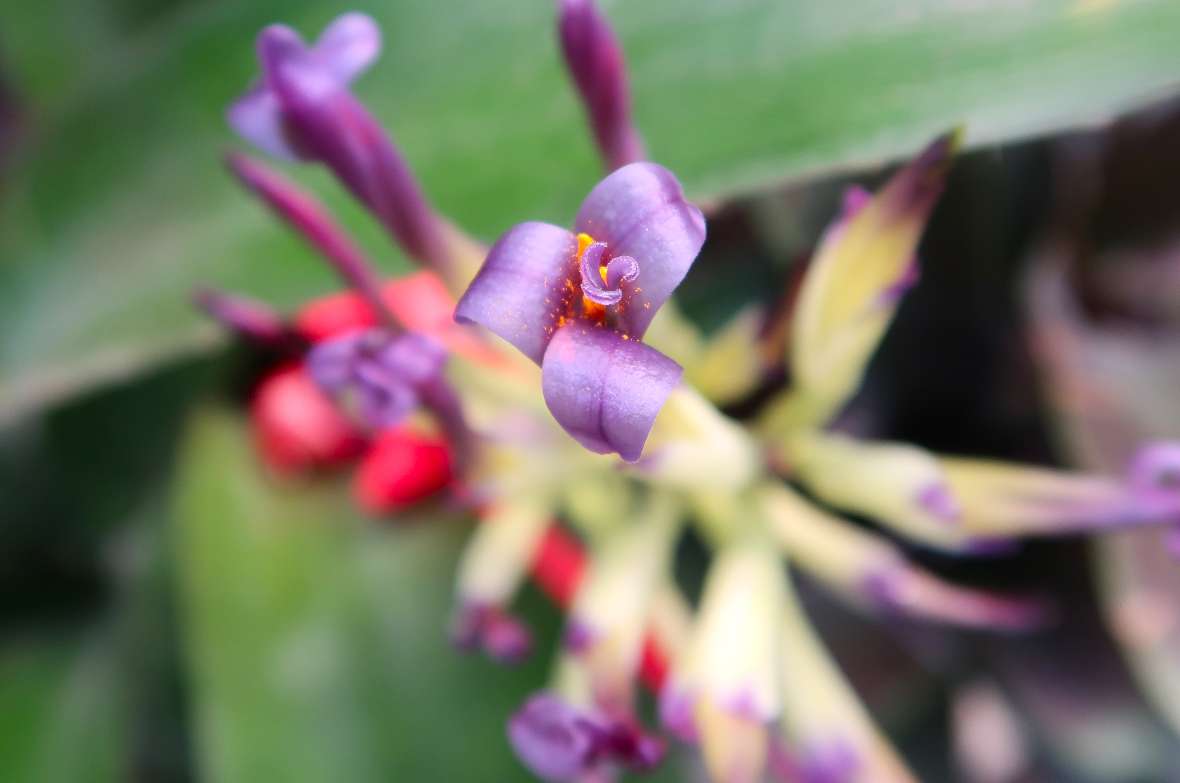 Blüte von Billbergia sanderiana