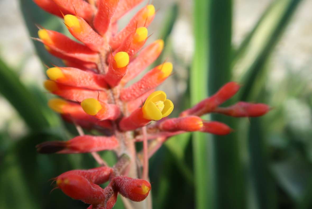 Blüte von Aechmea coelestis 'Albo Marginata'