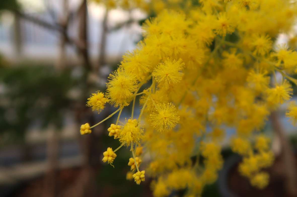 Blüte von Acacia pubescens