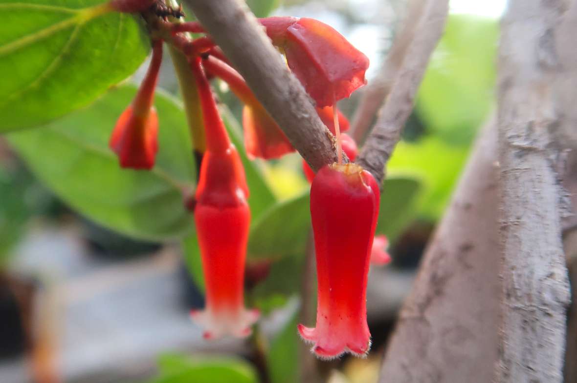 Blüte von Agapetes macrantha