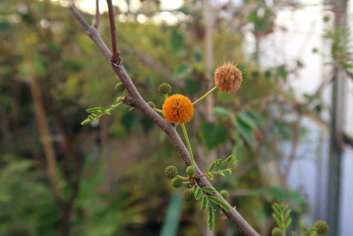 Blüte von Acacia farnesiana