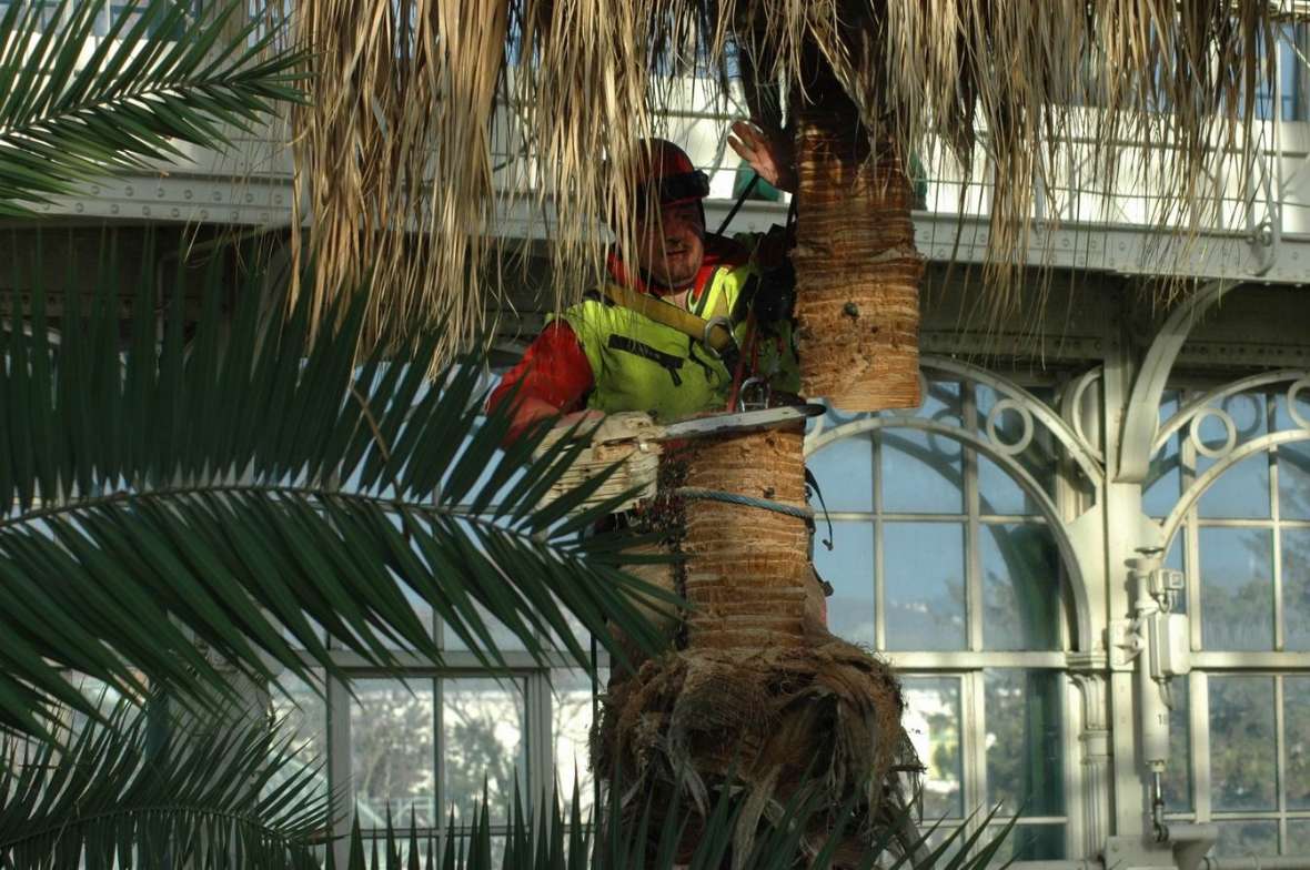 Ein Mitarbeiter durchsägt den Stamm der dritten Livistona, 2008