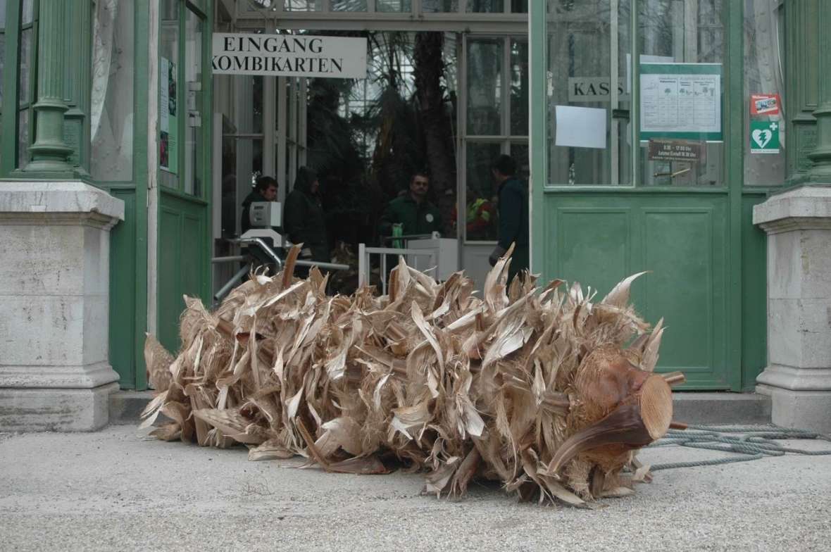 Ein Stück des Stammes liegt im Eingang zum Palmenhaus, 2008