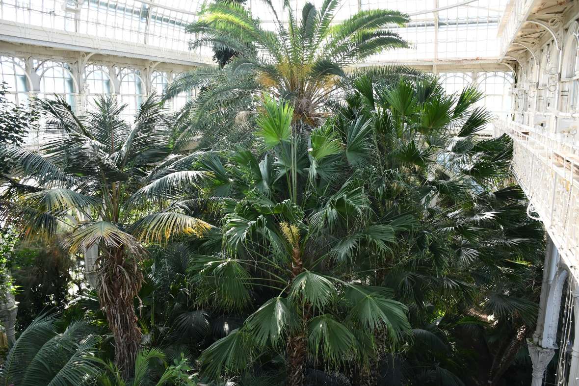 Blick von der Galerie im Palmenhaus auf die Palmengruppe, 2025