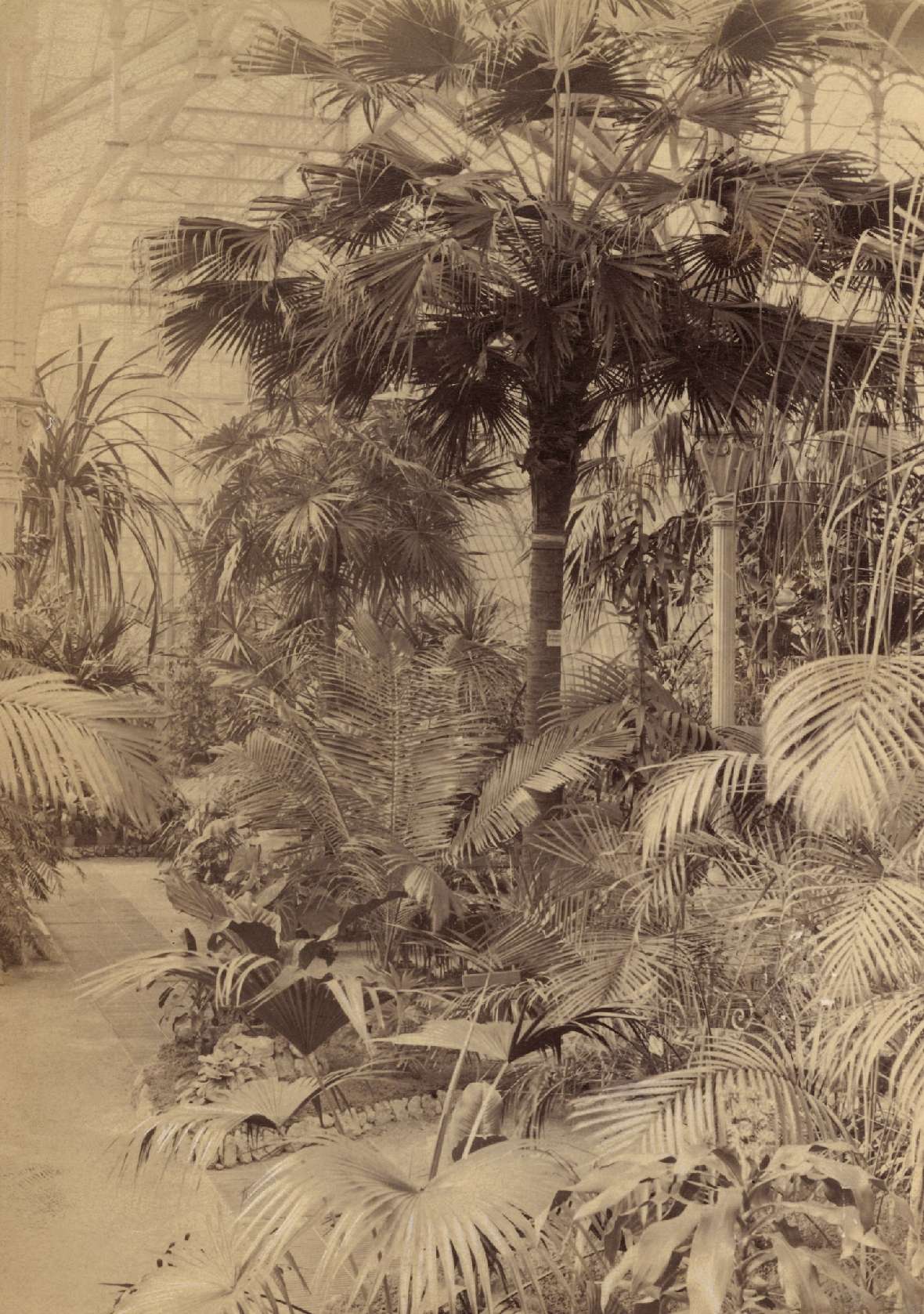 Die kleine, 2. Livistona im Großen Palmenhaus, um 1910