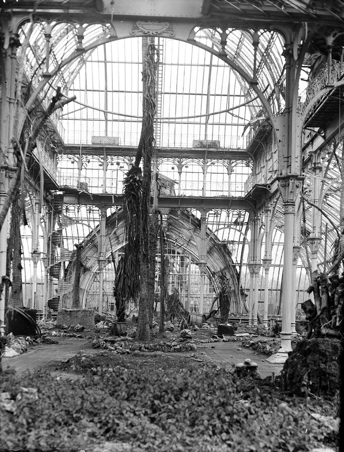 Das zerstörte Palmenhaus mit Resten der 2. Livistona, Februar 1945