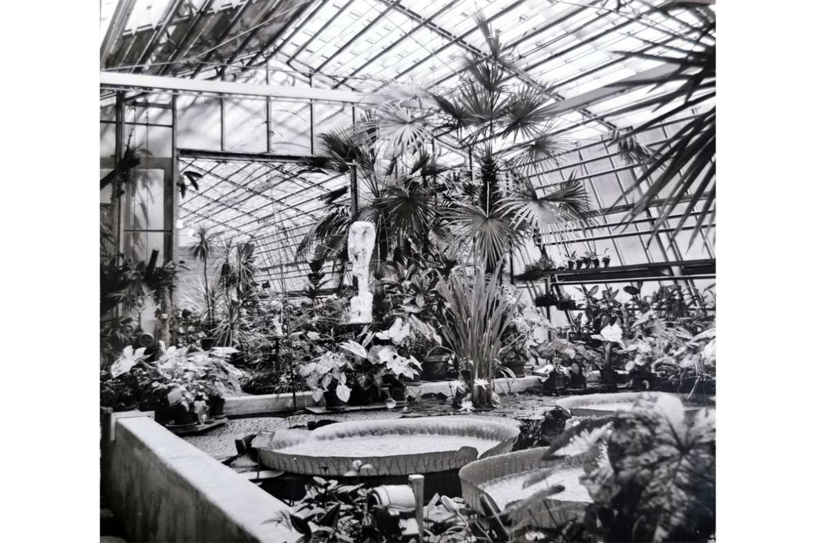 DAs Becken für die Seerosen im Palmenhaus