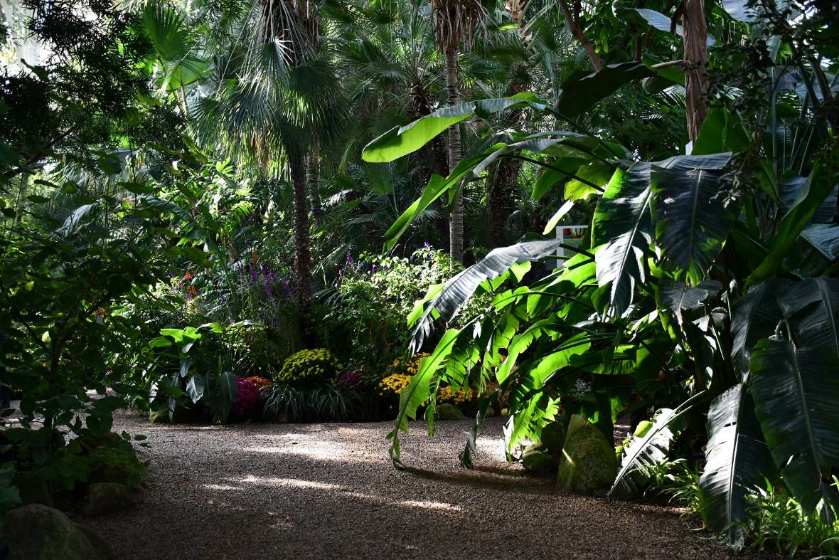 Tropische Bepflanzung im Großen Palmenhaus